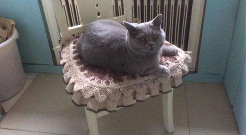 娱乐吃瓜猫捉鸟是真的吗,娱乐吃瓜猫捉鸟事件,真相究竟如何?